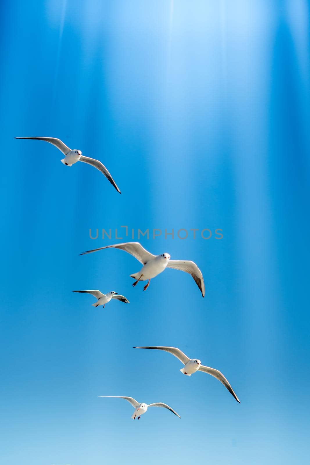 Seagulls are  flying in sky as a background