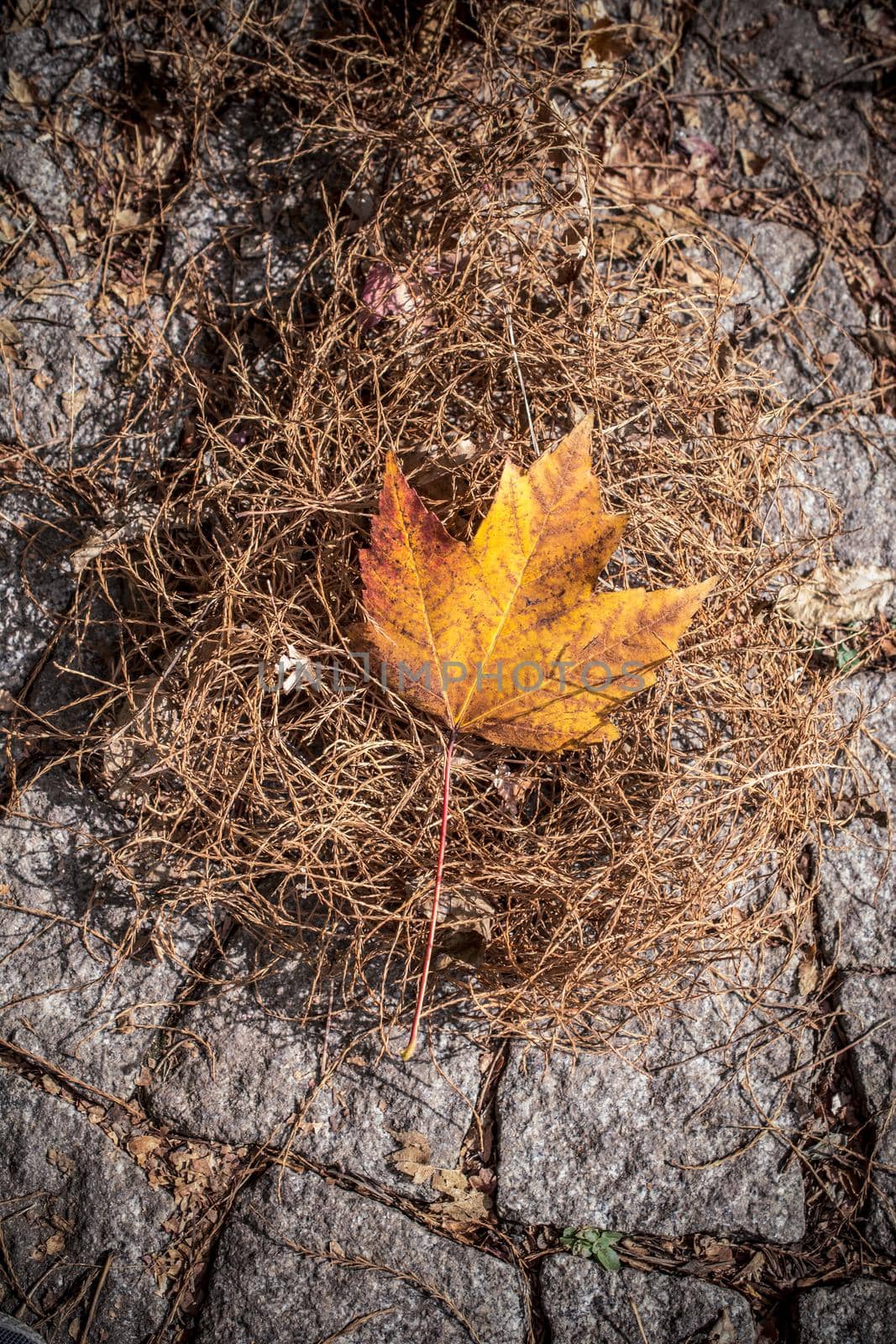 Dry tree leaf as an Autumn background