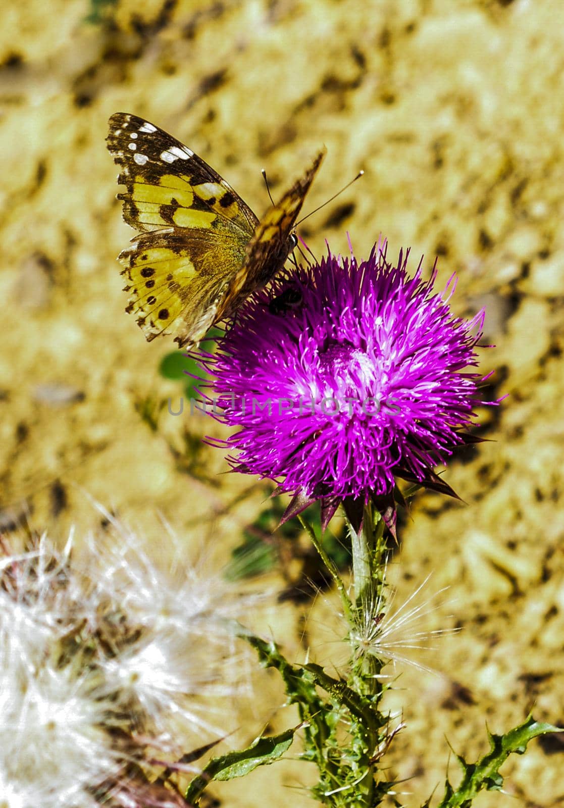 Viceroy butterfly on a purple flower on display by berkay