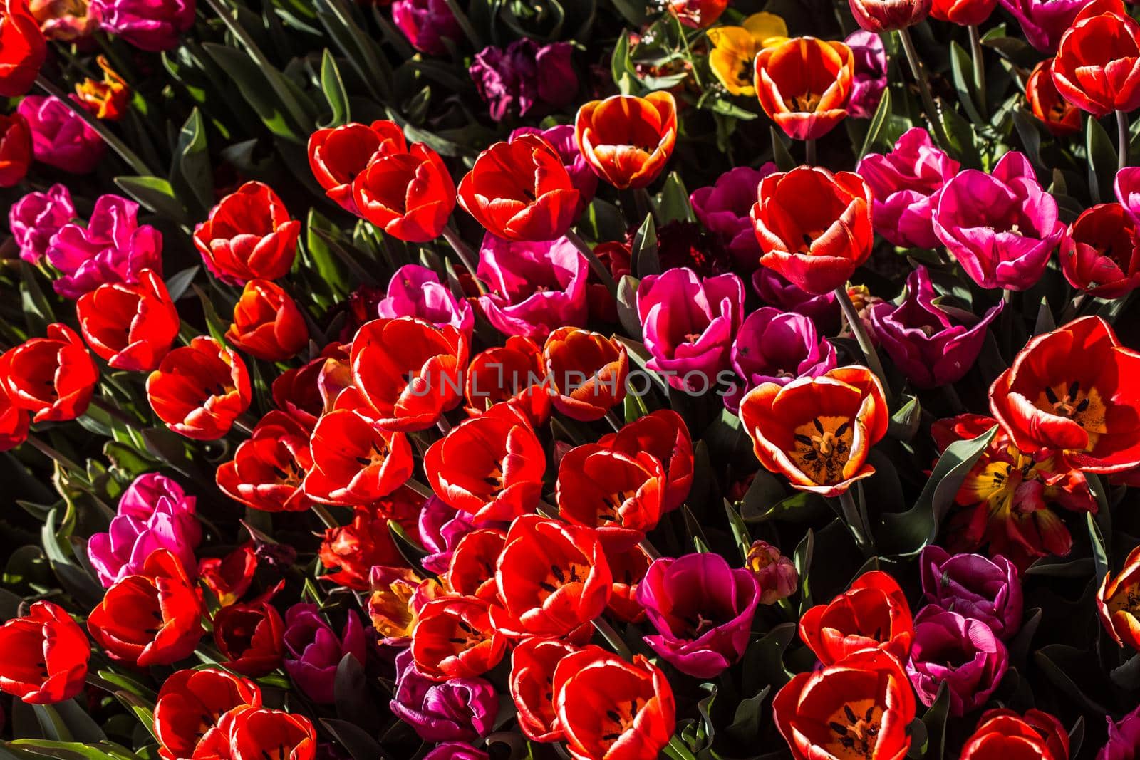 Blooming tulips  flowers in  as  floral plant  background