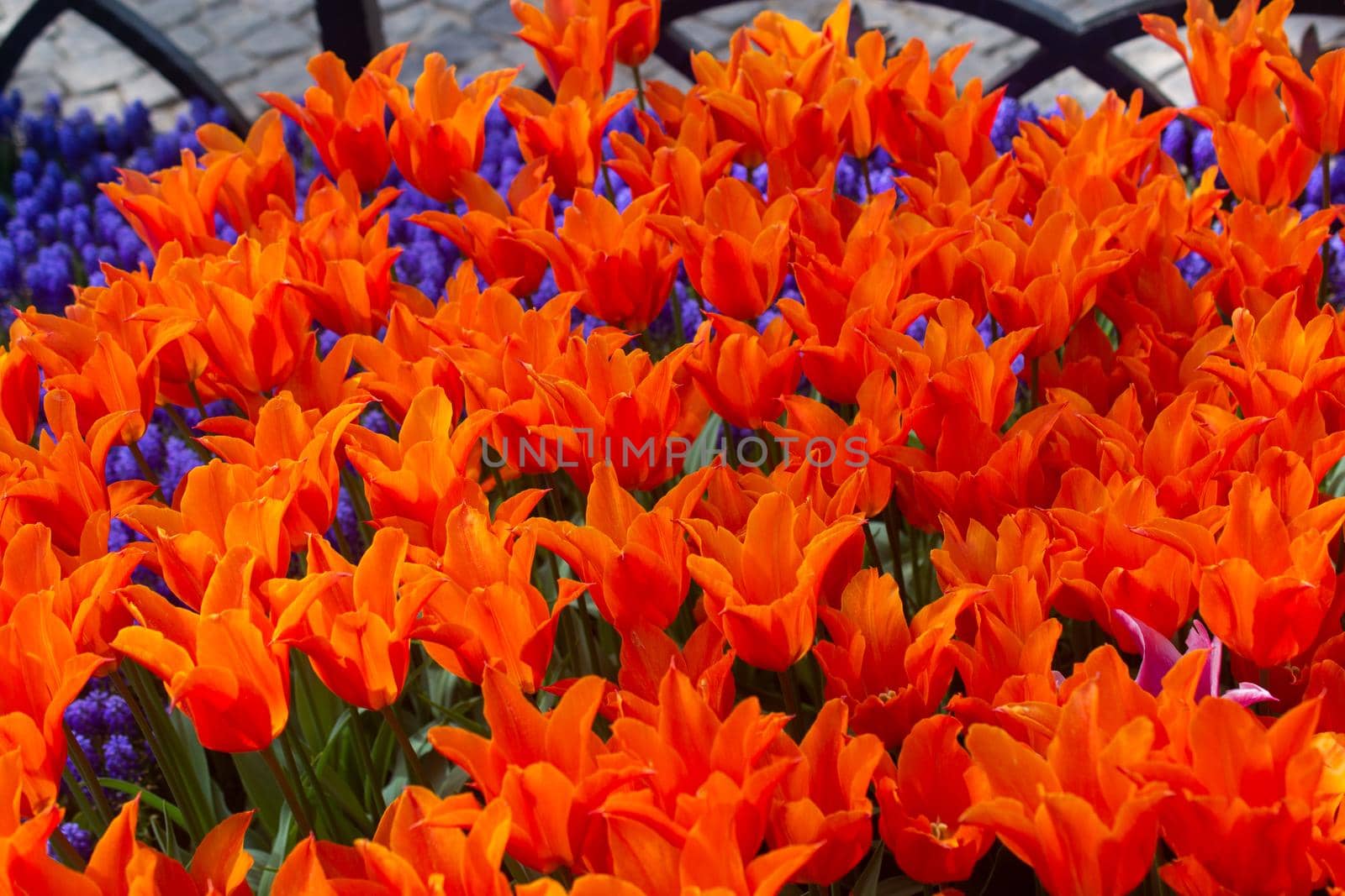 Blooming tulips  flowers in  as  floral plant  background