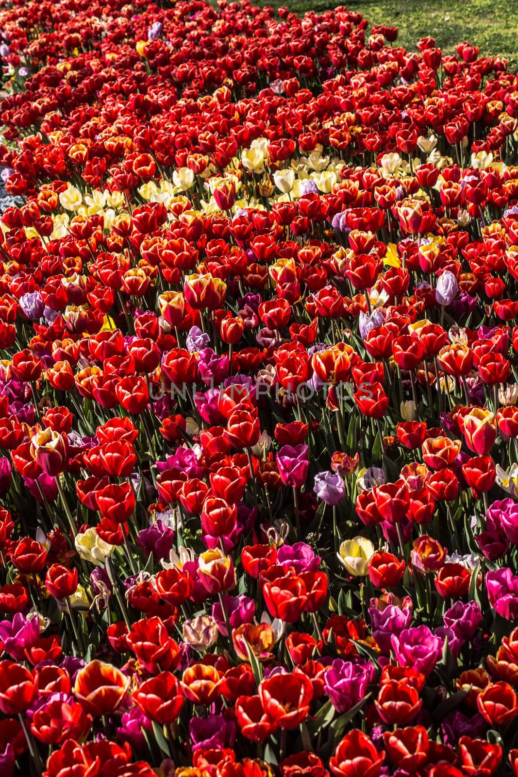 Blooming tulip flowers in spring as  floral background by berkay