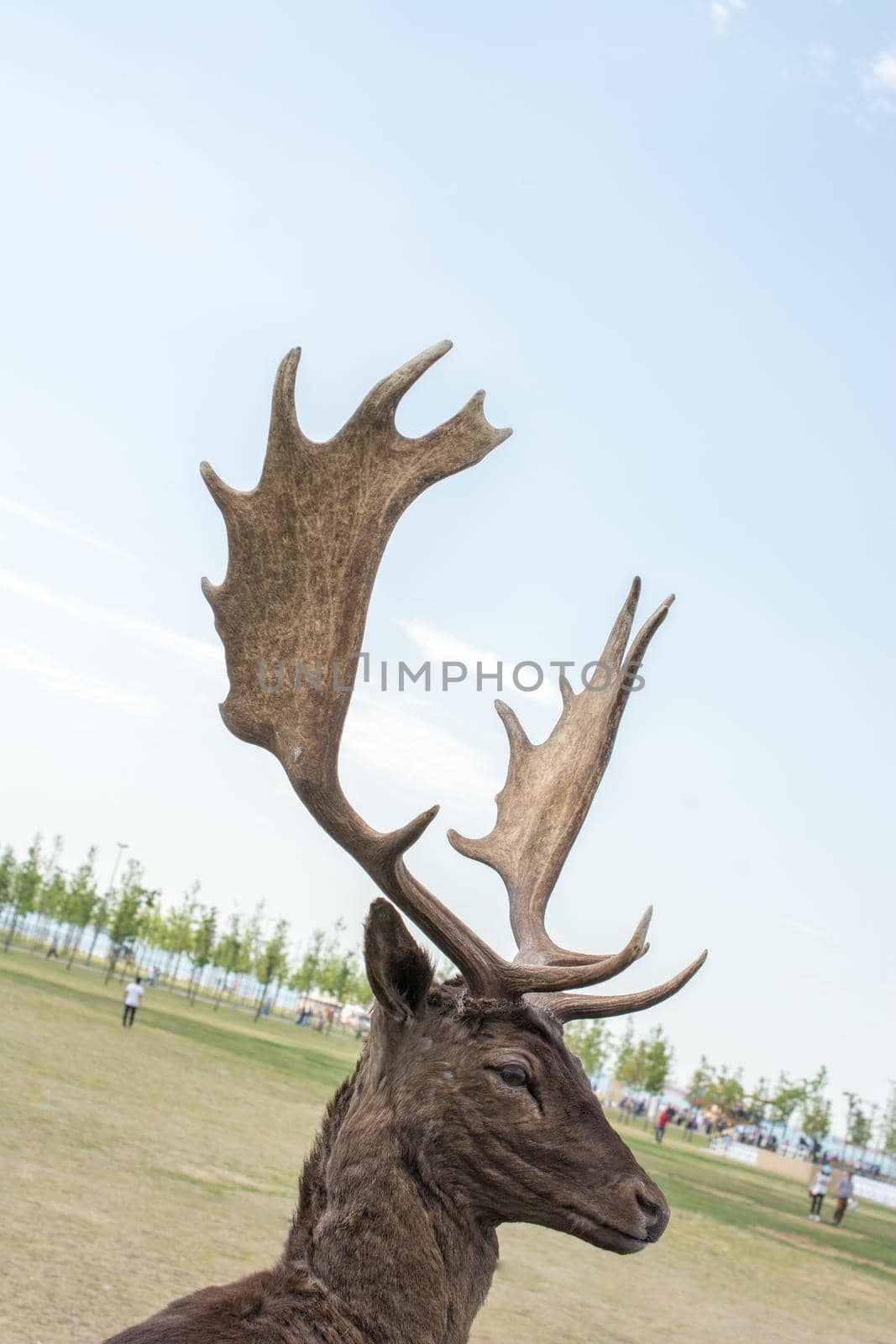 Preserved deer specimen on blue sky background on display