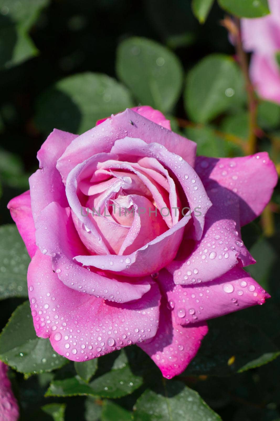 Beautiful colorful Rose with water drops