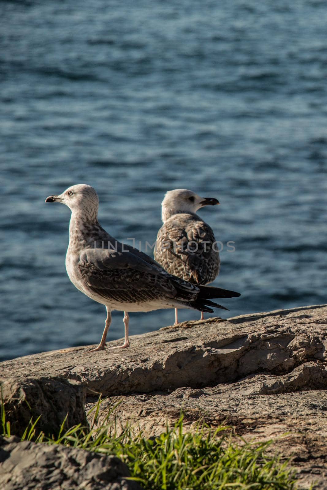 Seagulls are on the rock by sea waters by berkay
