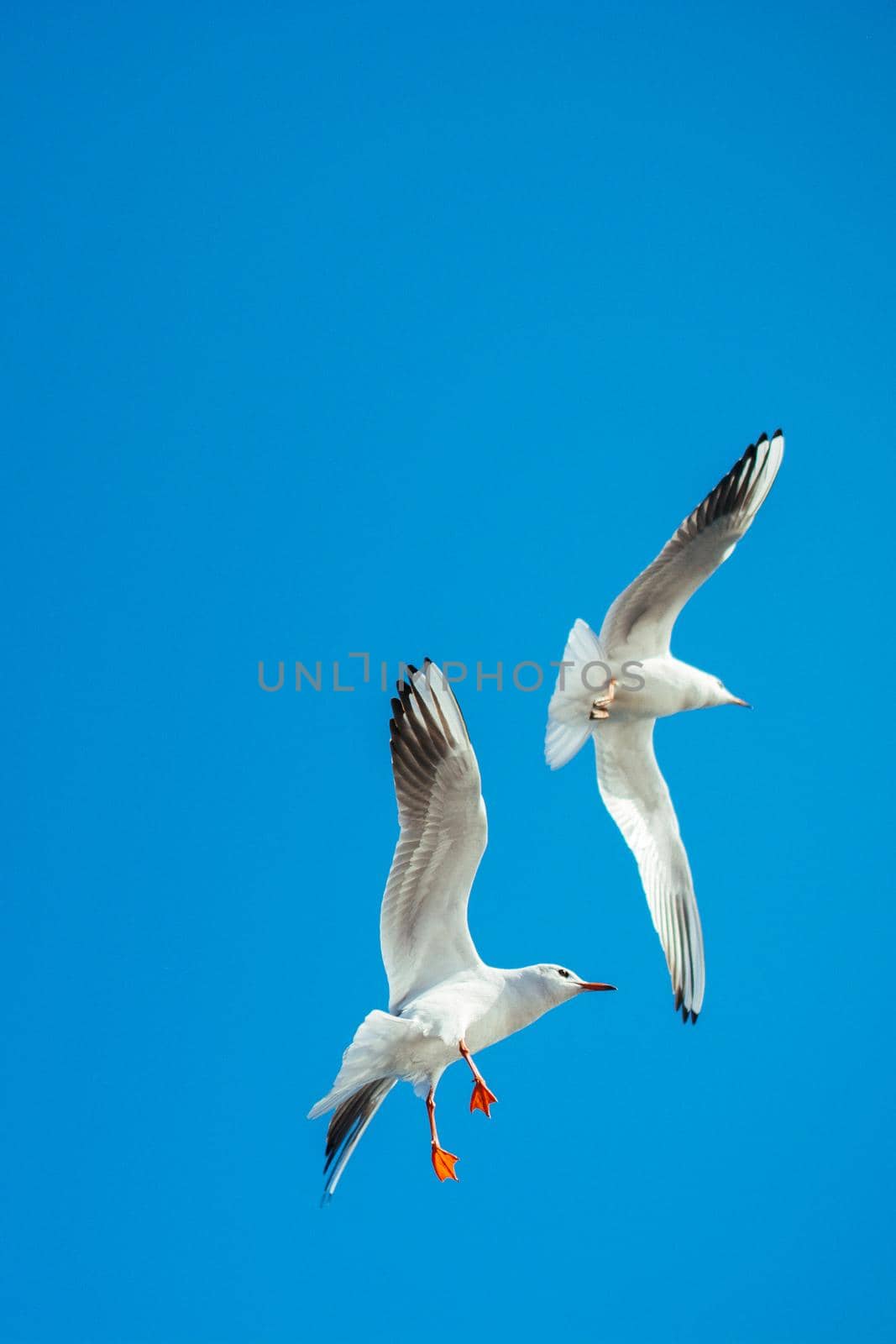Pair of seagulls flying in the sky by berkay