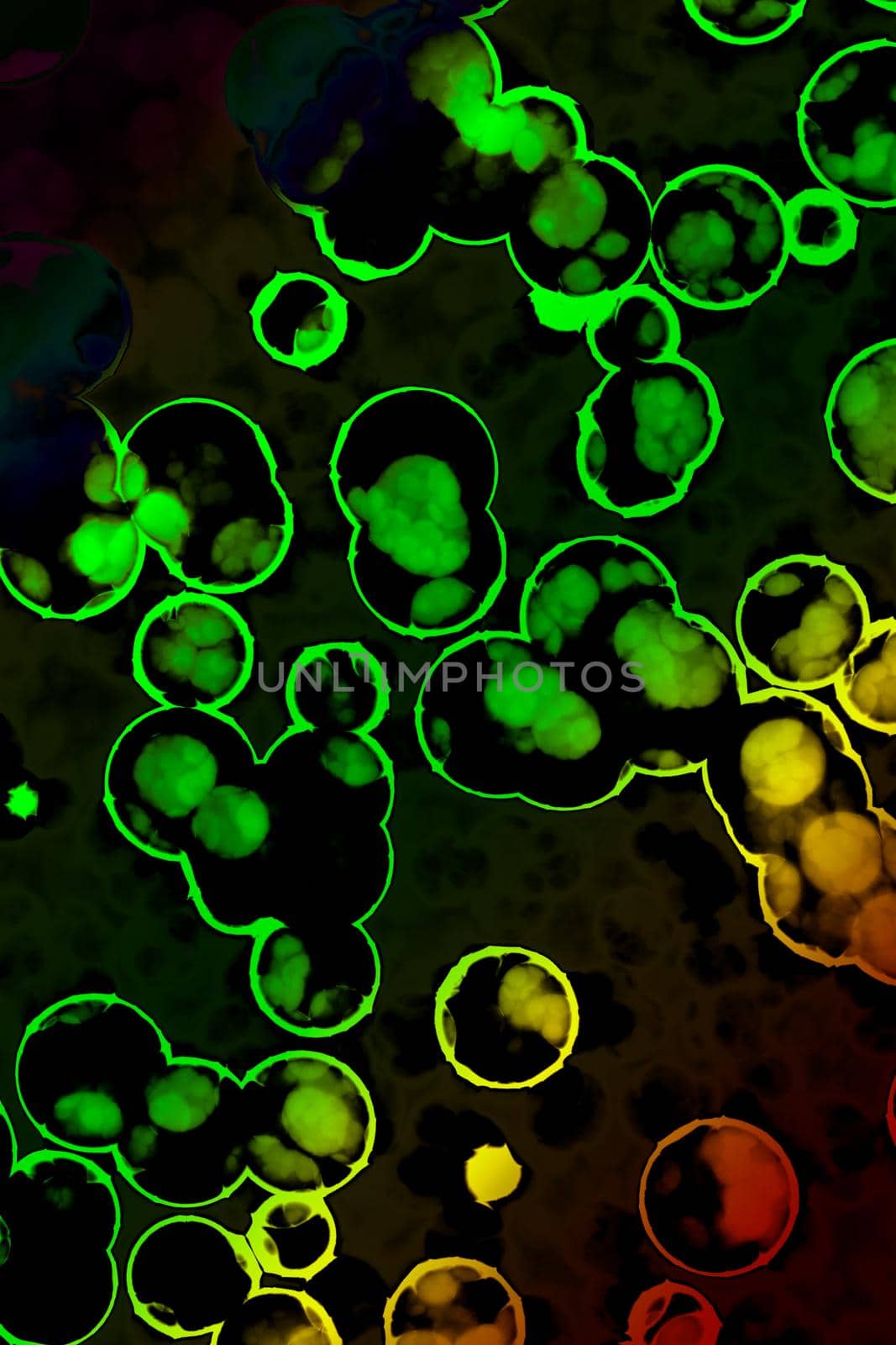 Shape of bacterial cell: cocci, bacilli, spirilla bacteria  by berkay