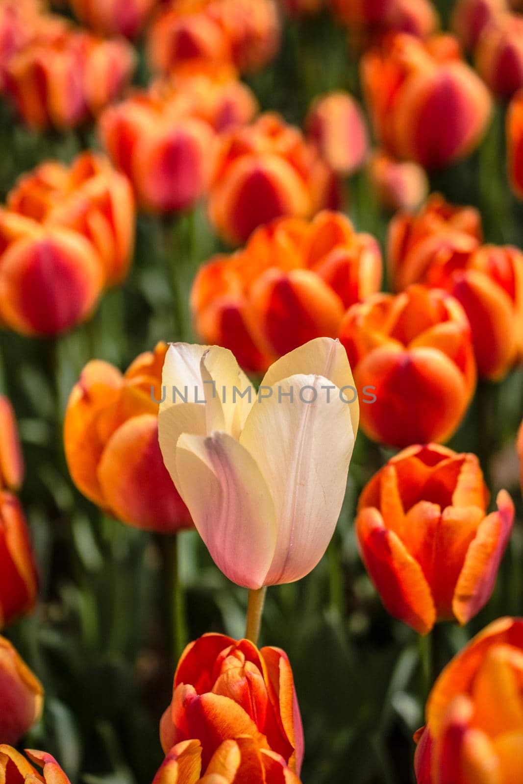 Beautiful tulips flower in tulip field in spring by berkay
