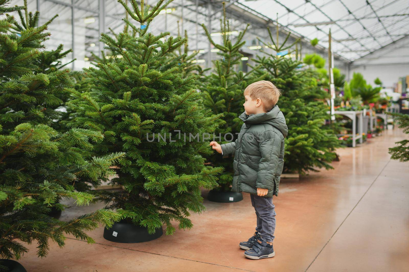 Small boy chooses a Christmas tree in the market. by Godi