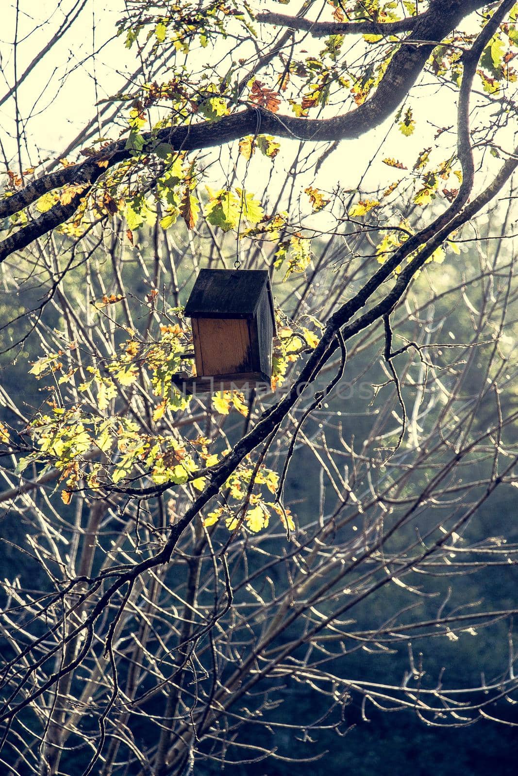 Wooden homemade birdhouse hanging on a  tree branch