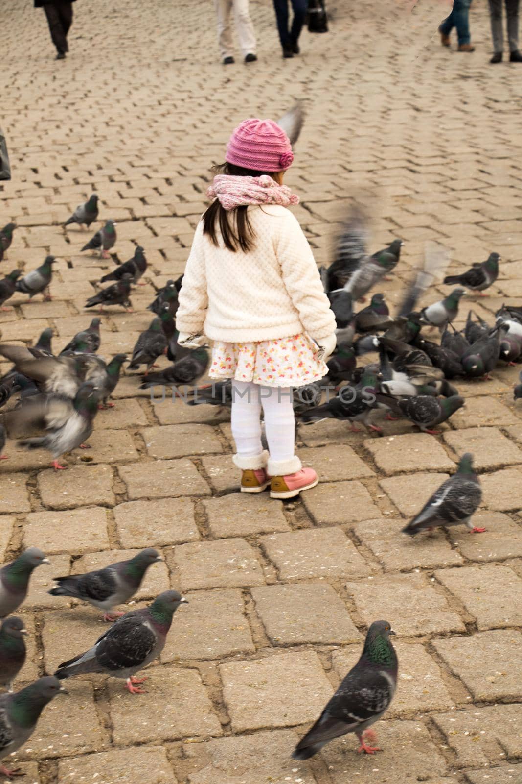 Little girl amid grey pigeons live in large groups in urban environment