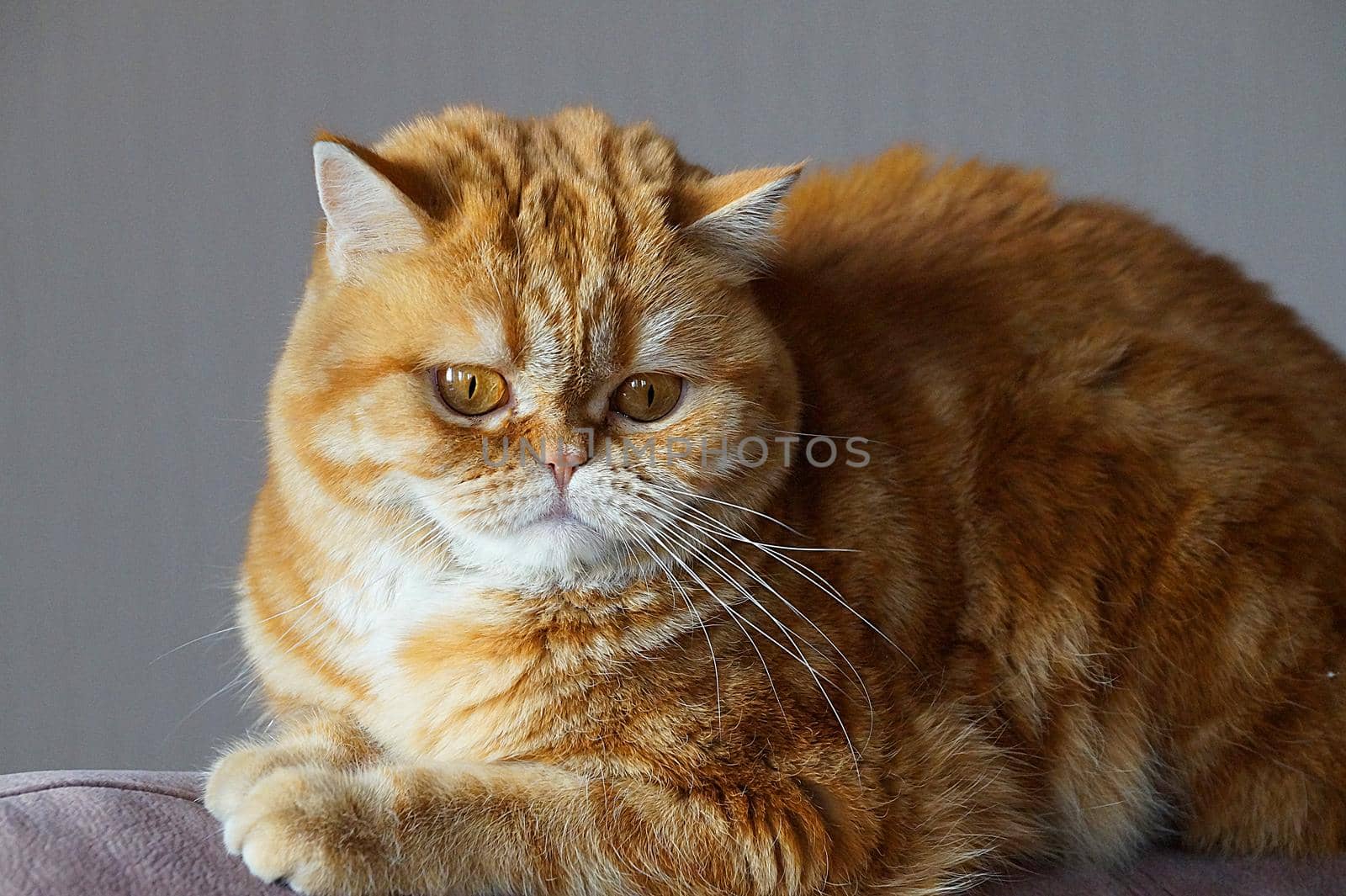 portrait of a ginger Scottish cat close up by Annado