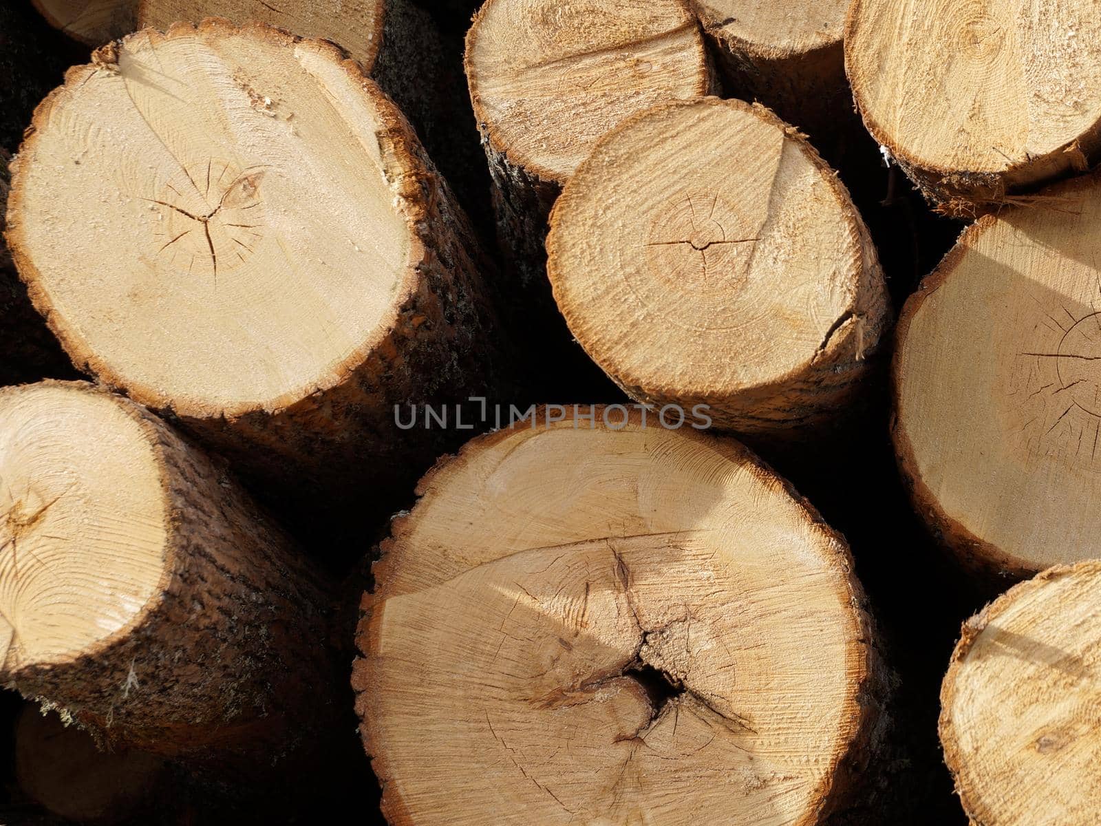 lumber, pine logs, end view close-up