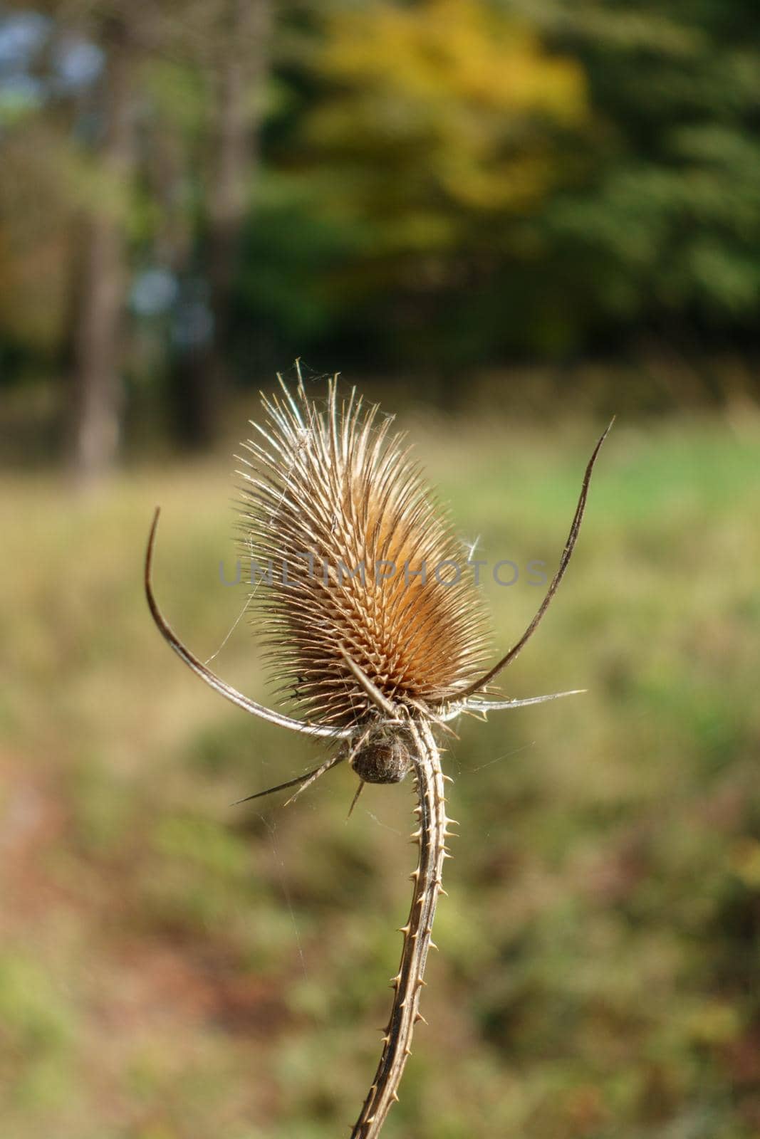 A single dried up thistle on the edge of a forest autumnal light.