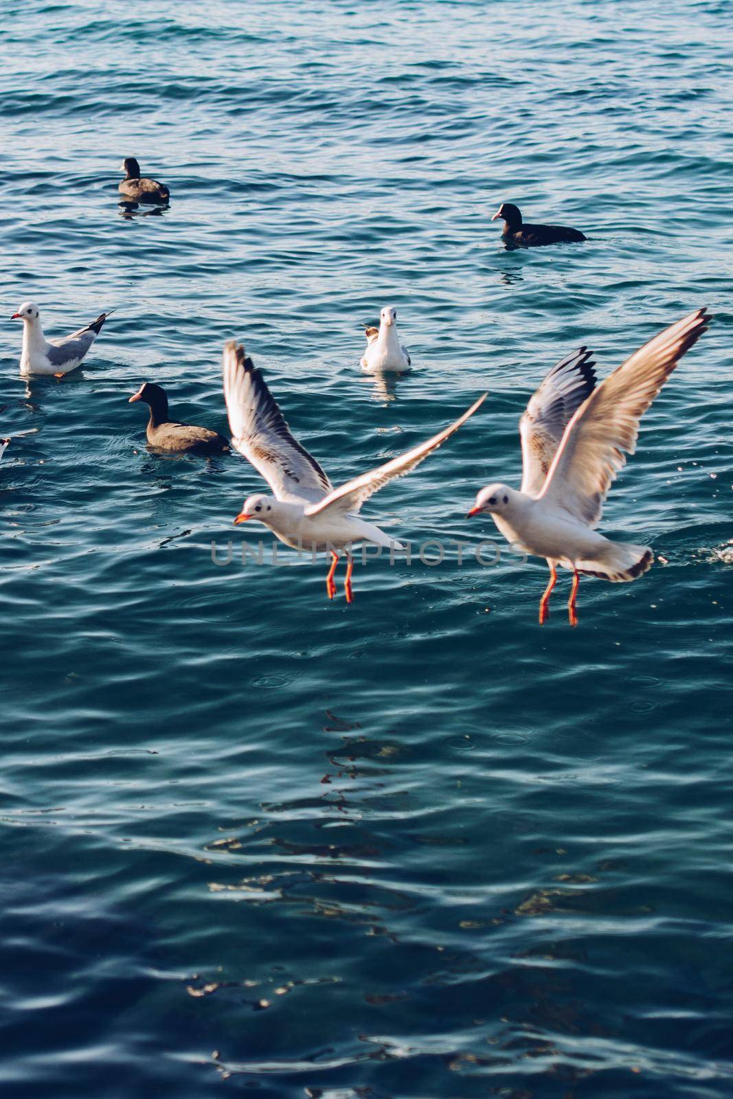 Seagulls are on and  over sea waters by berkay