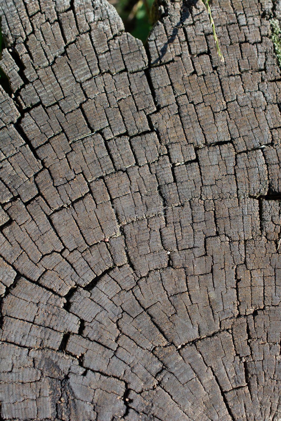 Old Weathered cracked tree stump texture background with the cross section