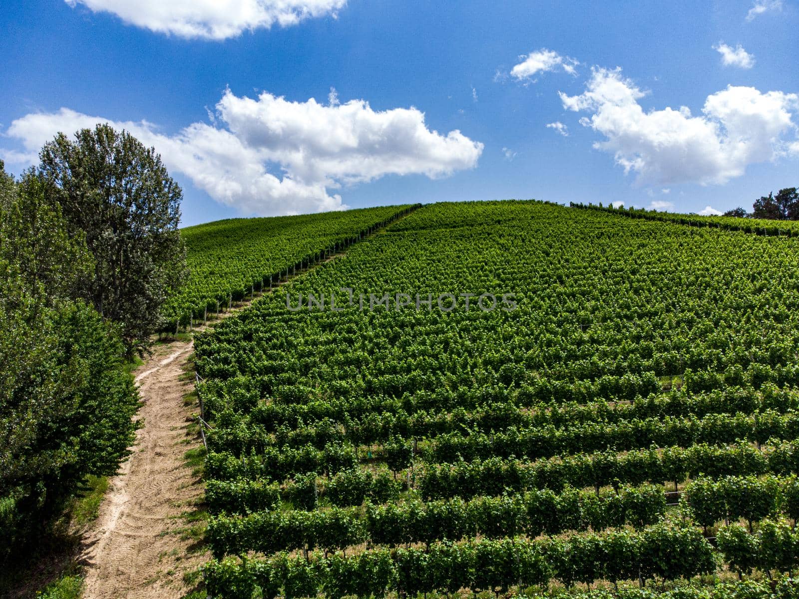 Hills near Alba with vineyards, Piedmont - Italy by cosca