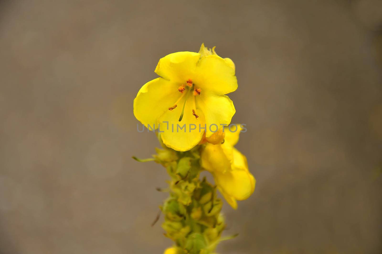 great mullein, medicinal plant with flower by Jochen