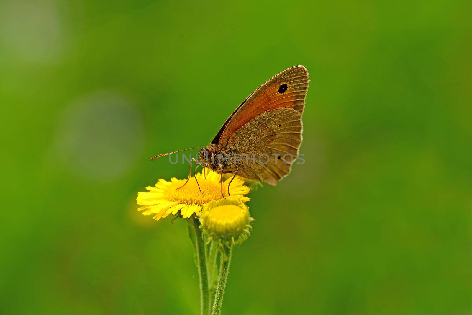 Meadow brown, butterfly on a yellow flower by Jochen