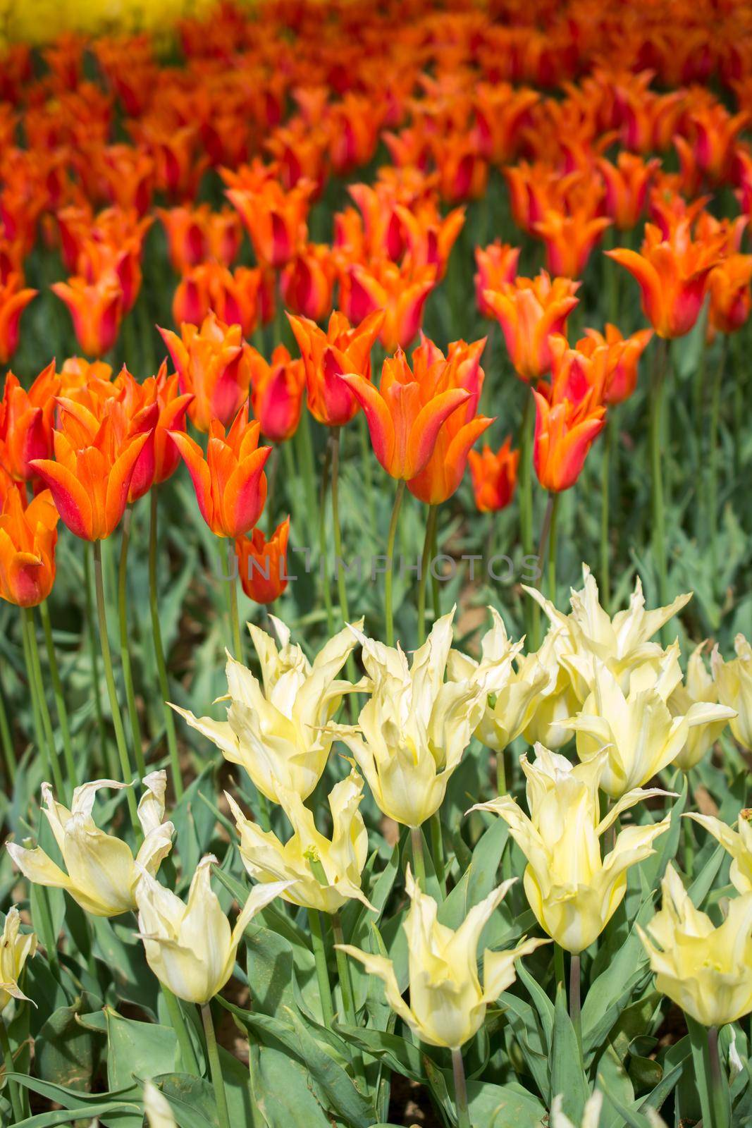 Colorful tulip flowers bloom in the garden by berkay