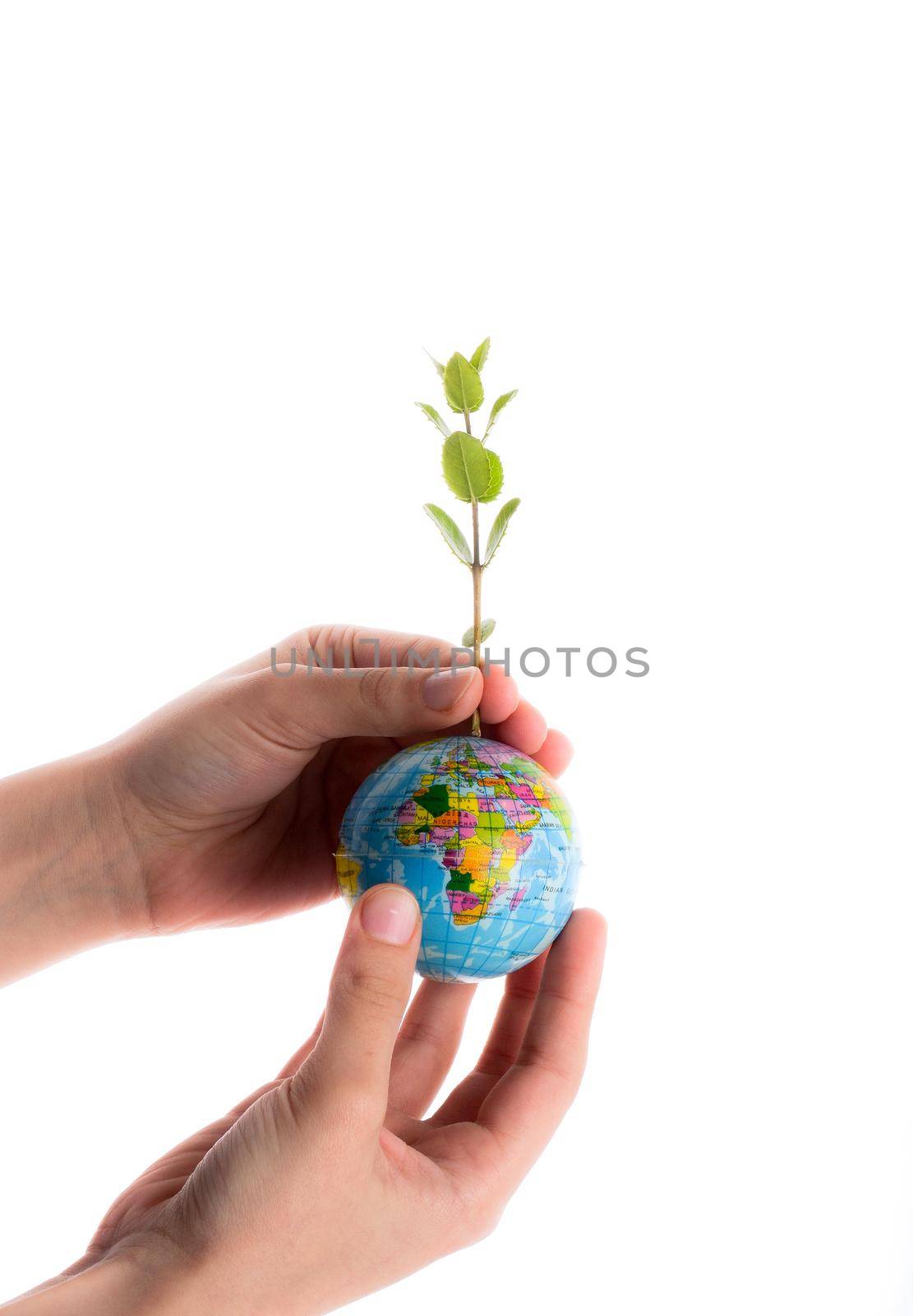 hand holding  a tree seedling on globe in hand on white background