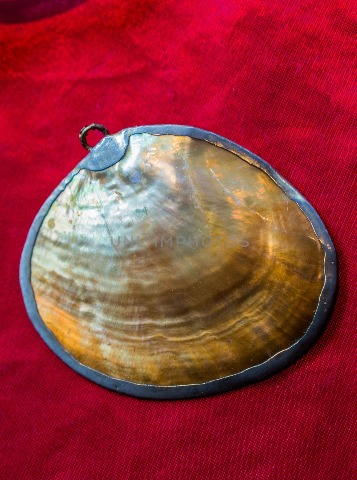 the pearl shell as a sea shell object in view