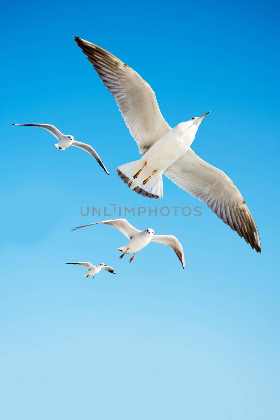 Seagulls are  flying in a sky by berkay