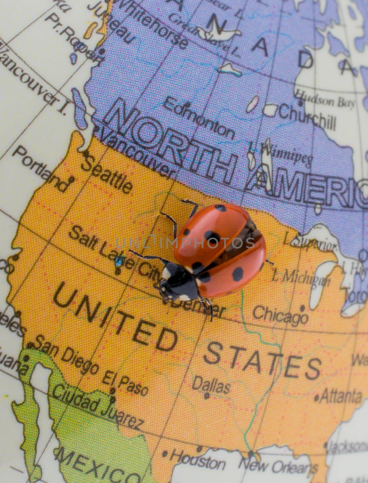 Ladybug on a little colorful model globe  by berkay
