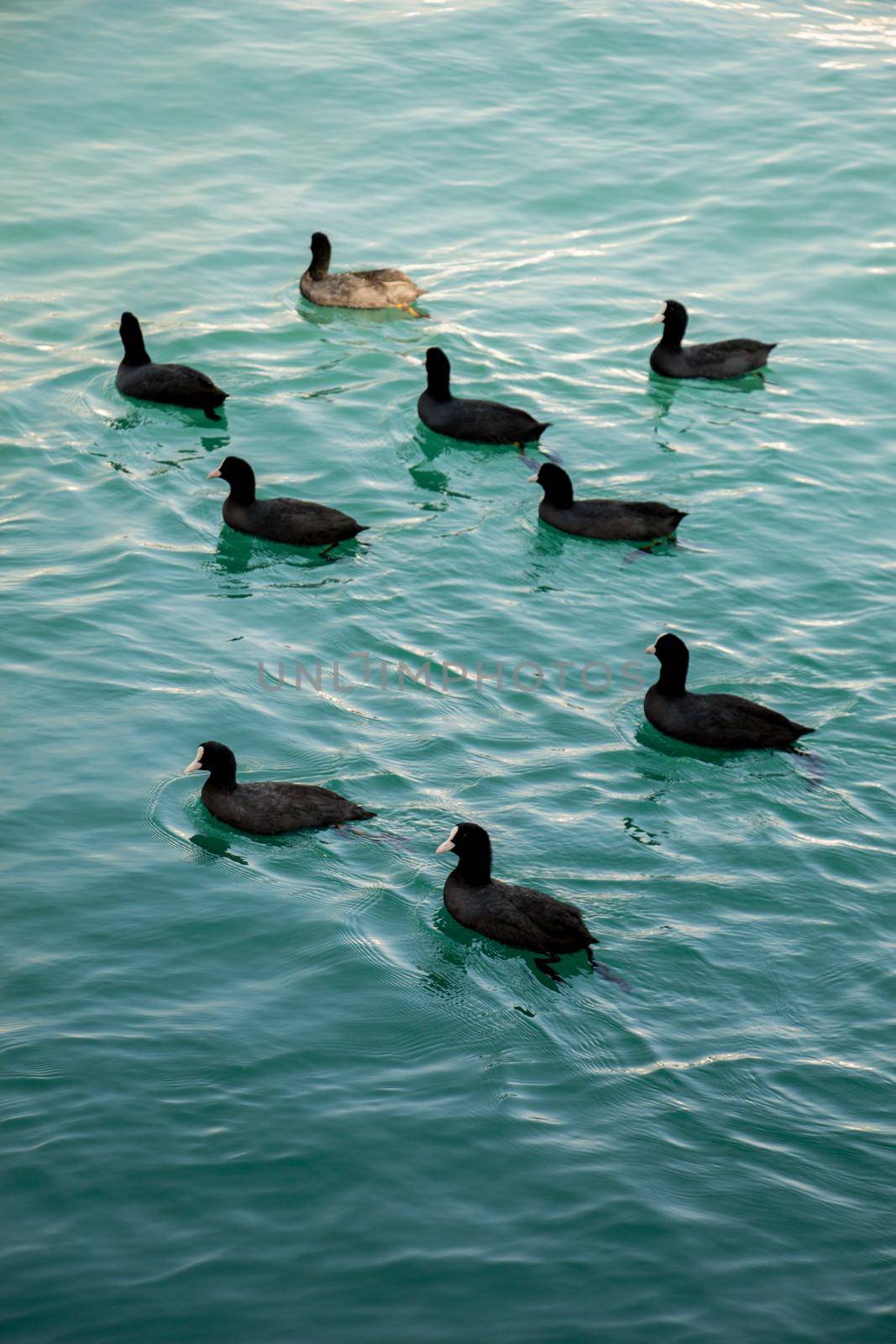 Flock of birds on water with water surface background