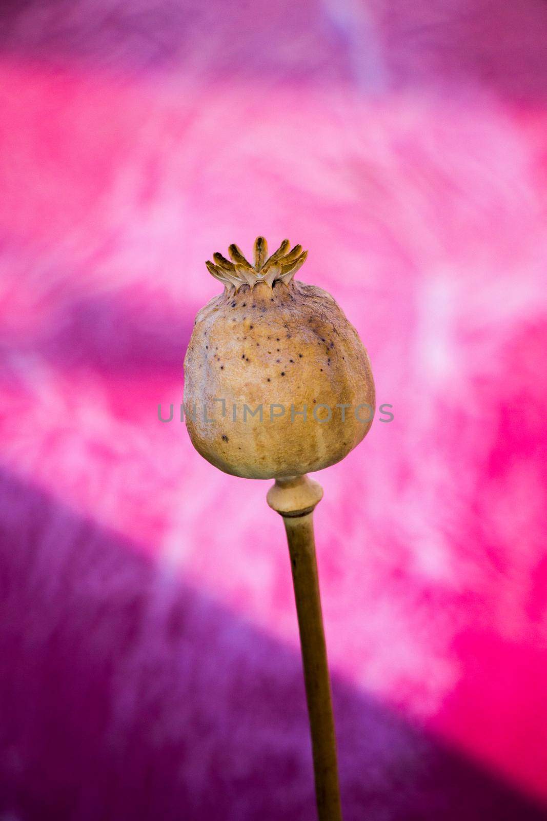 Single Dried poppy head in view by berkay