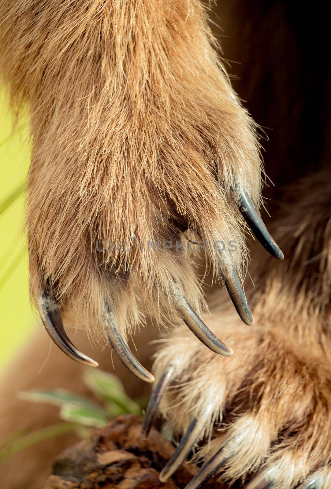 Brown Bear Paw With sharp Claws  by berkay