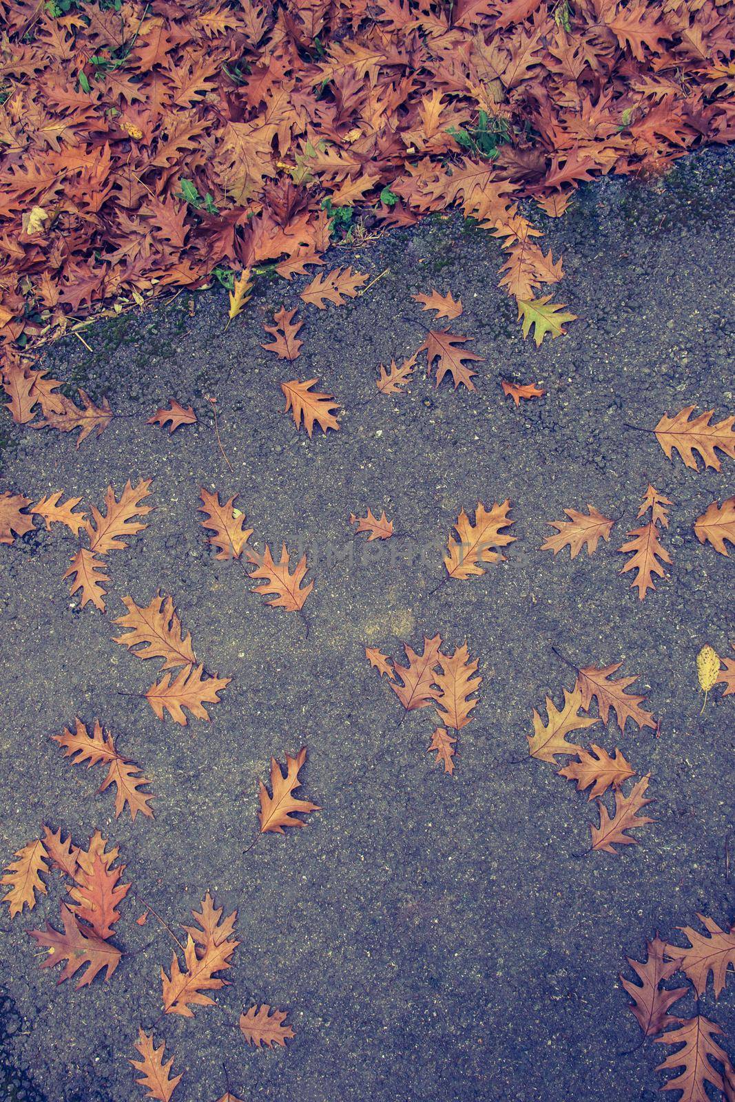 Brown leaf texture and background. Dry leaves background texture by berkay