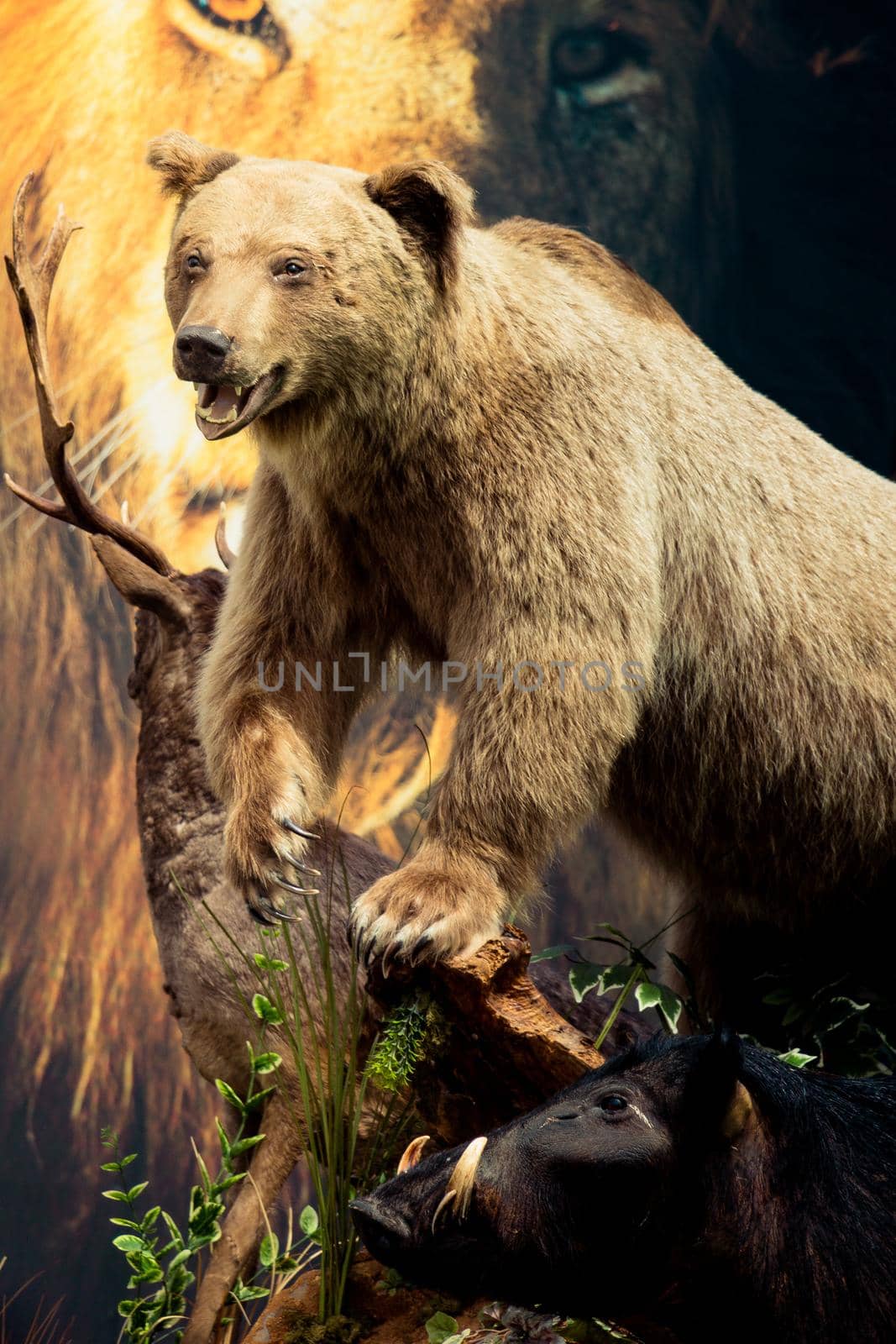 The stuffed big brown bear as wild animal in view by berkay