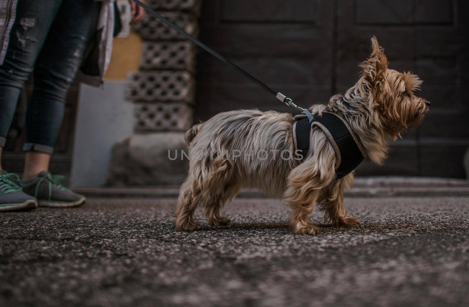 10 Years Old Australian Silky Terrier on a Leash. Walking with Pet. by welcomia