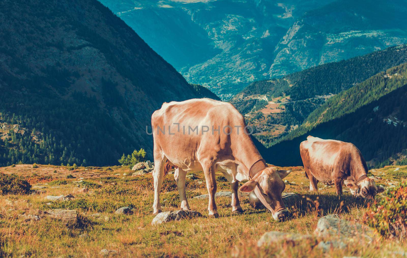 Two Large Brown Cows Grazing In Meadow On Top Of High Hills In European Mountain Range.