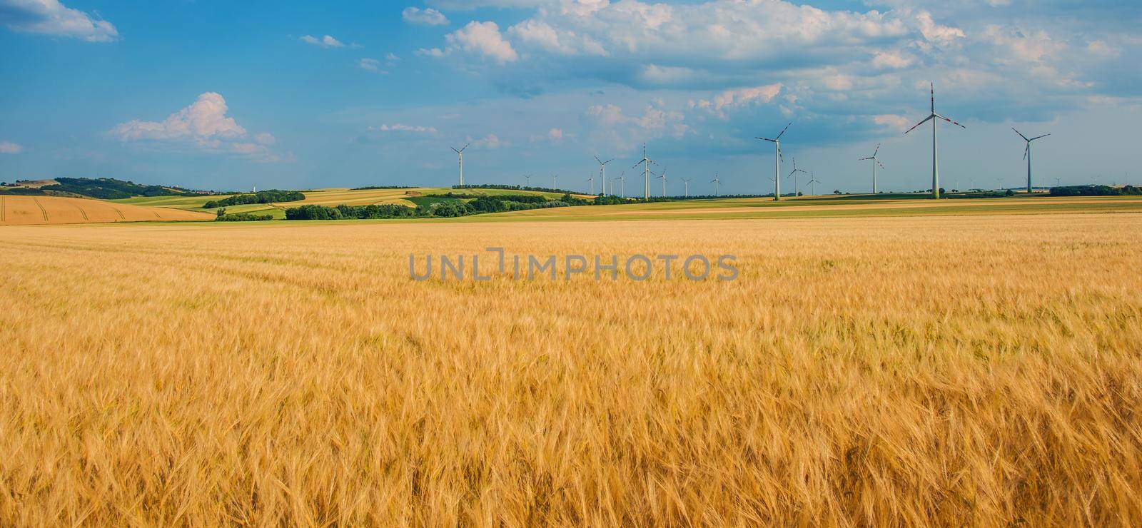 Panoramic View Of Field Of Golden Wheat With Wind Mills In Background. 