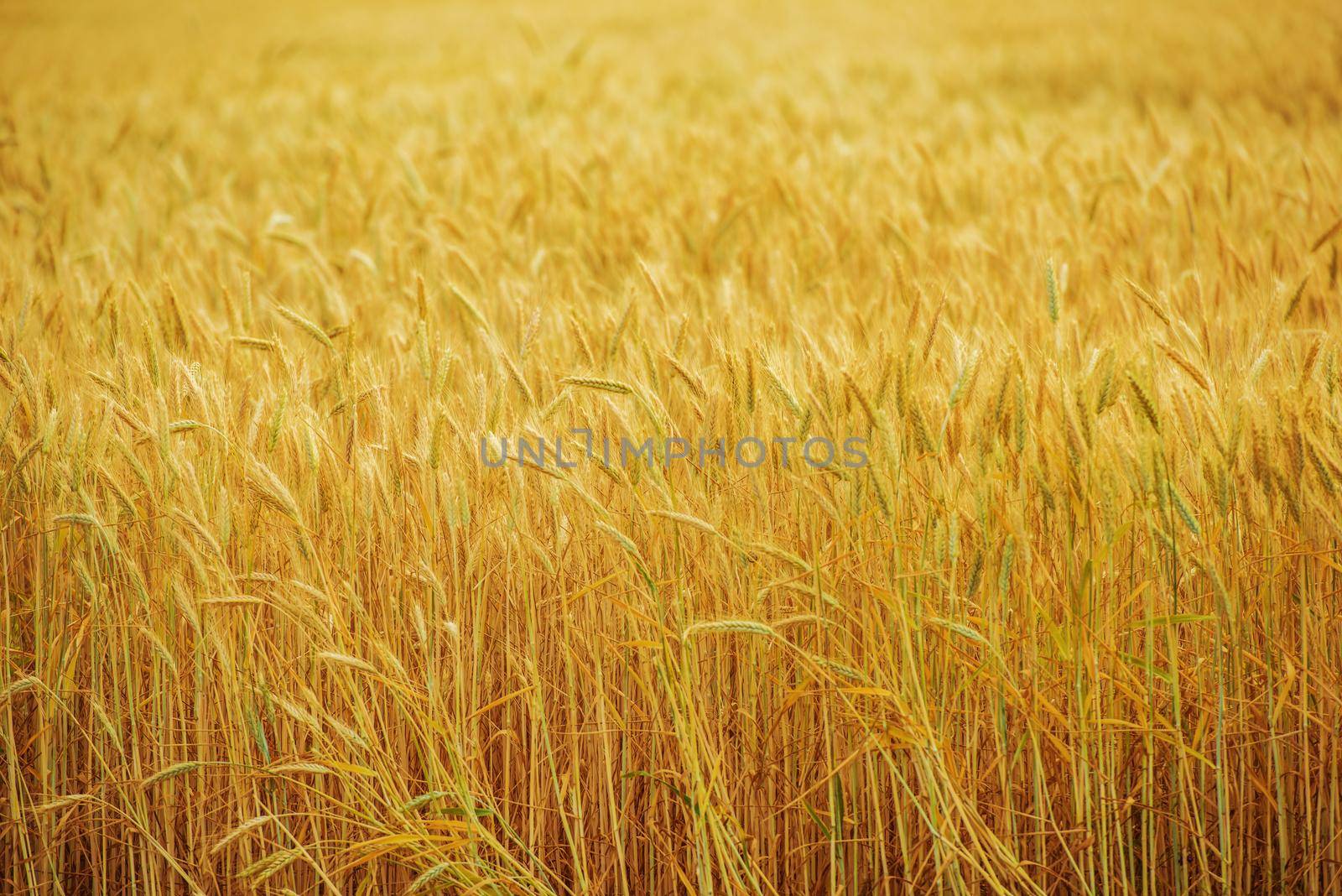 Close Up Of Golden Wheat Crop Growing In Farm Field In Summer.