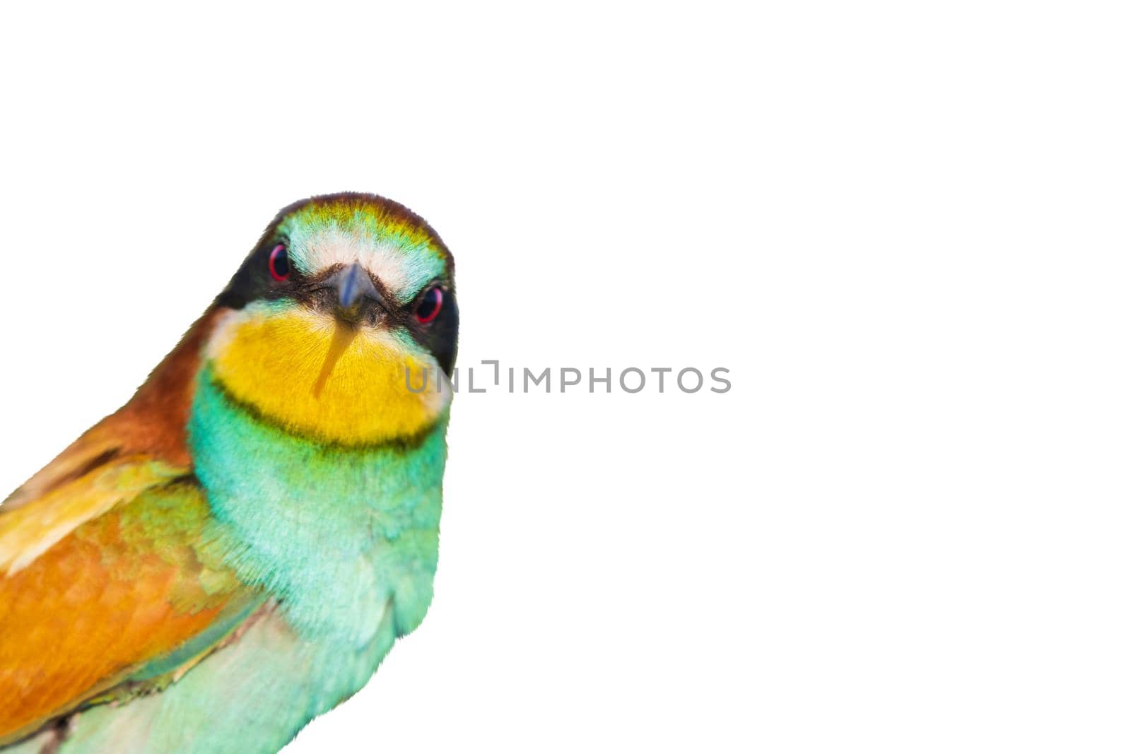 beautiful bird interesting looks into the camera, isolate