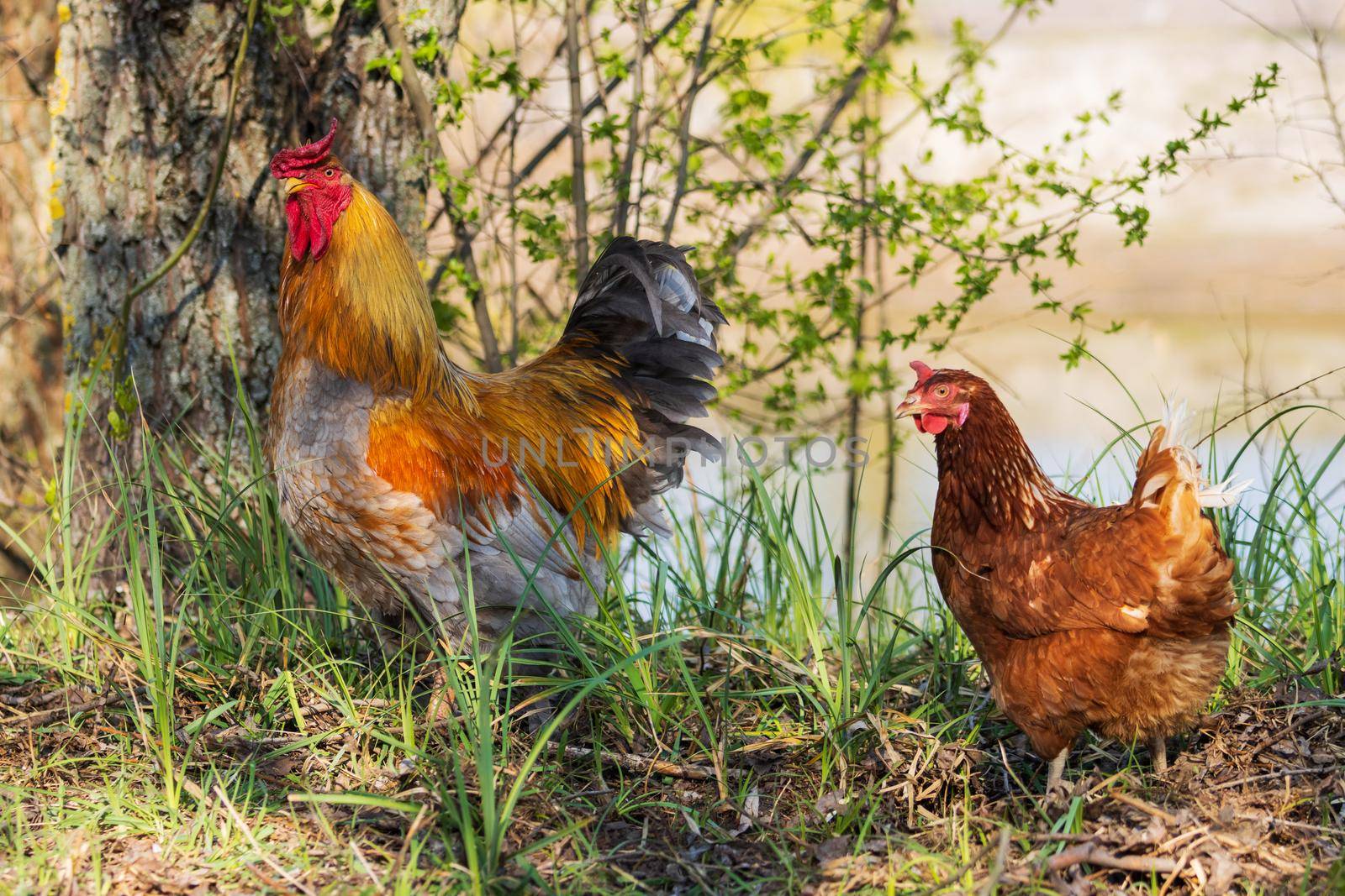rooster and hen among the spring greenery, farm