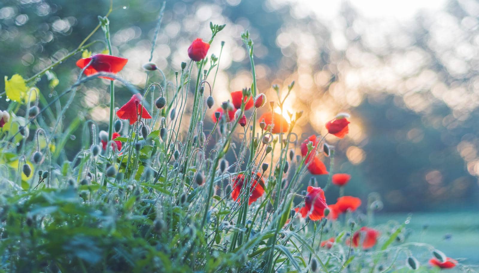 spring morning and sunrise over red poppies, nature awakening, spring