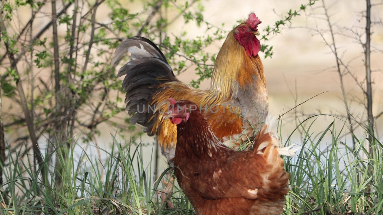 hen and the rooster are agitated and cocooted, farm