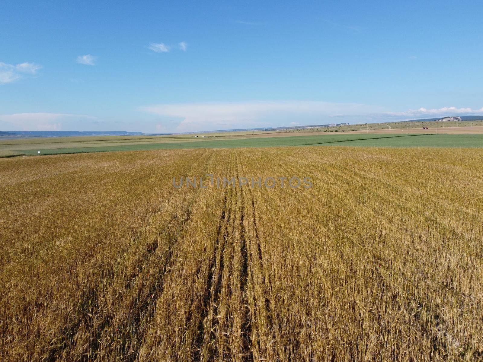 Green wheat field in countryside, close up. Field of wheat blowing in the wind at sunny spring day. Young and green Spikelets. Ears of barley crop in nature. Agronomy, industry and food production