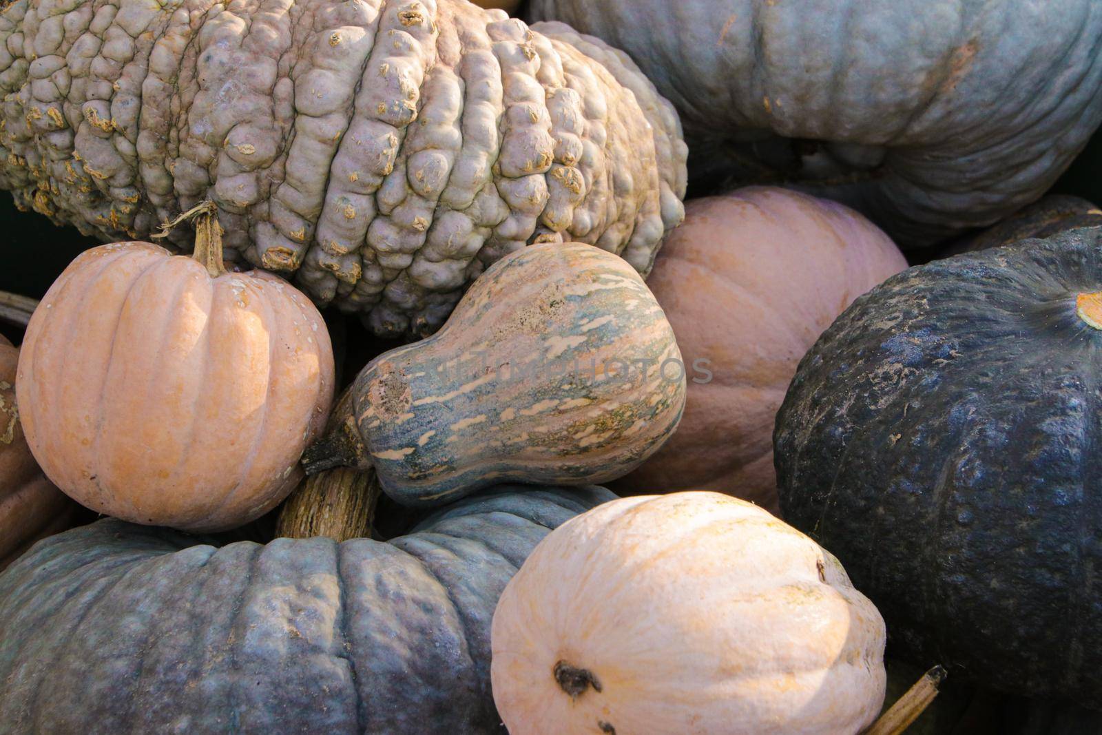 Detail of Many pumpkins texture