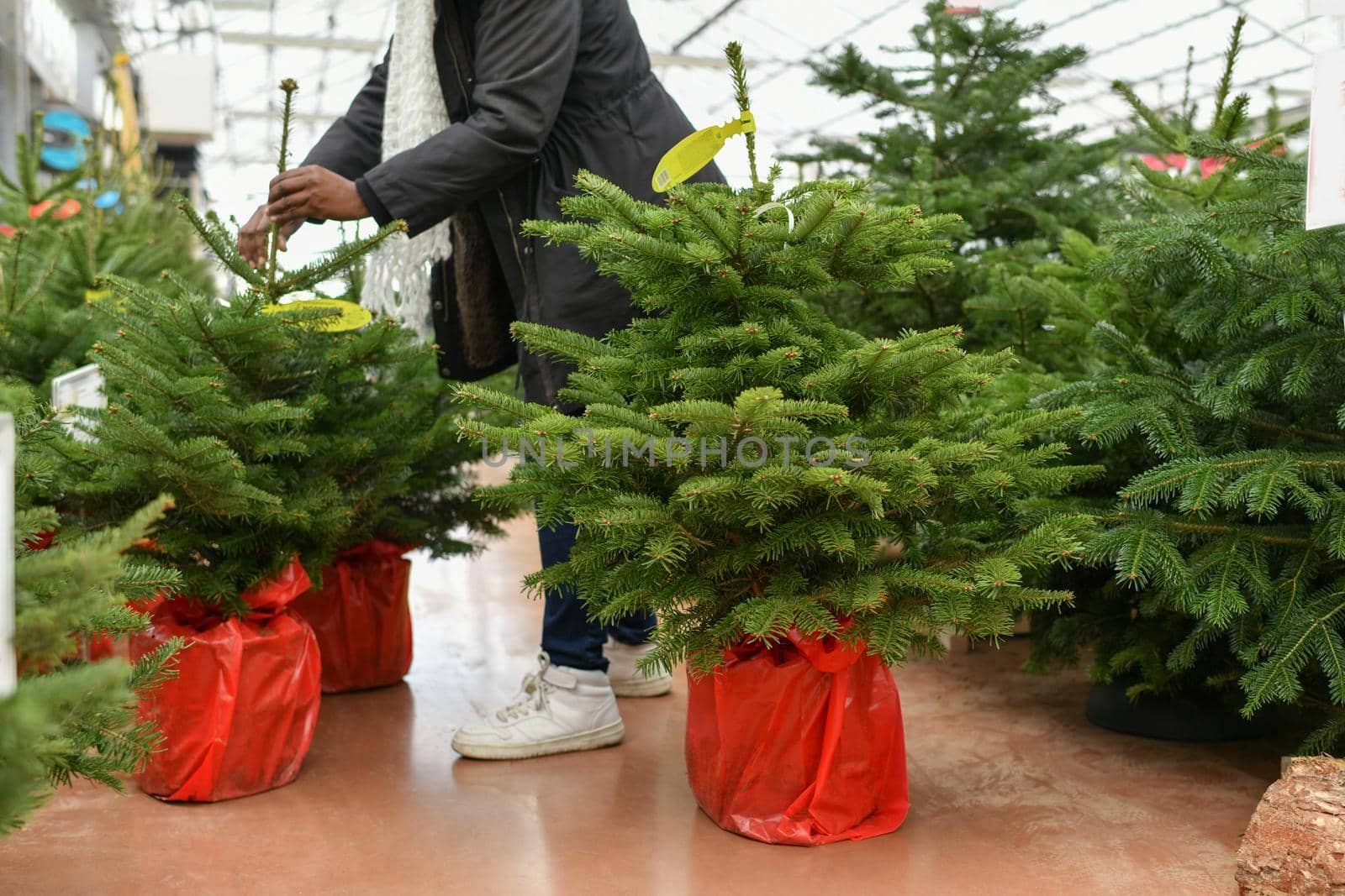 A woman chooses a Christmas tree in the market for planting