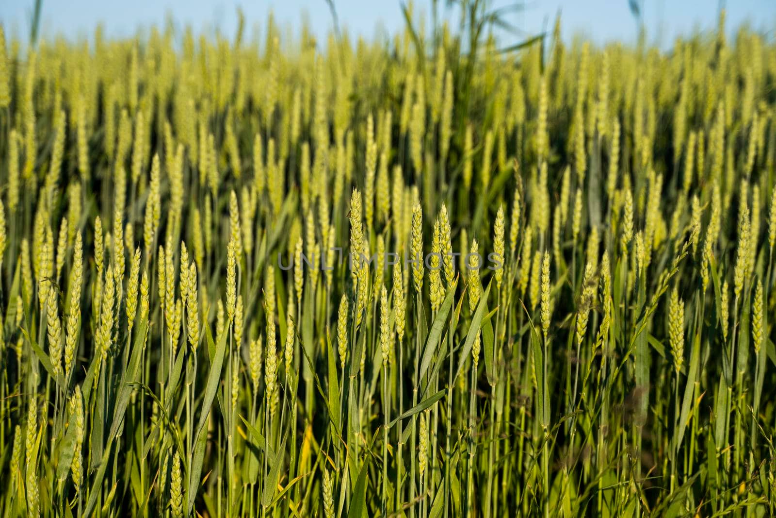 Green wheat field. Agricultural field