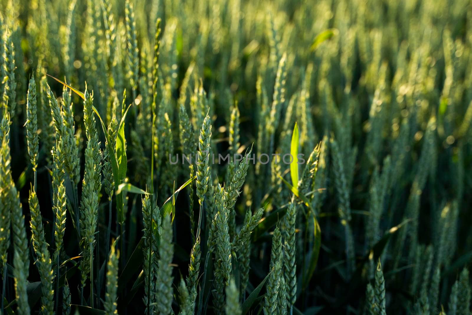 Young green wheat growing in agricultural field. Unripe cereals. The concept of agriculture, organic food.