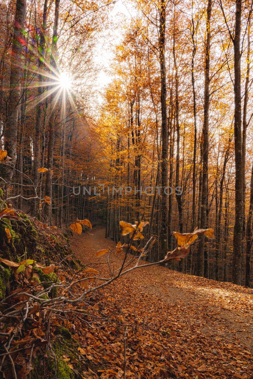 São Lourenço Beech Tree Forest, pathway leaves fall in ground landscape on autumnal background in November, Manteigas, Portugal.