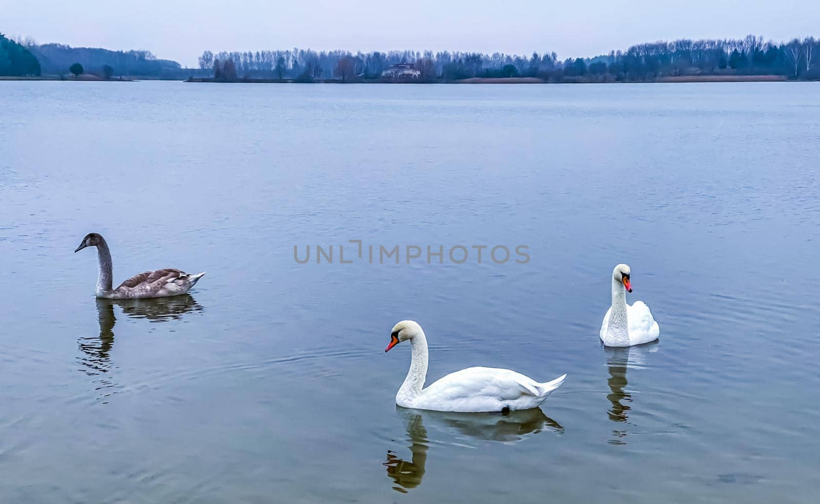 White swans swimming in the lake in autumn. High quality photo