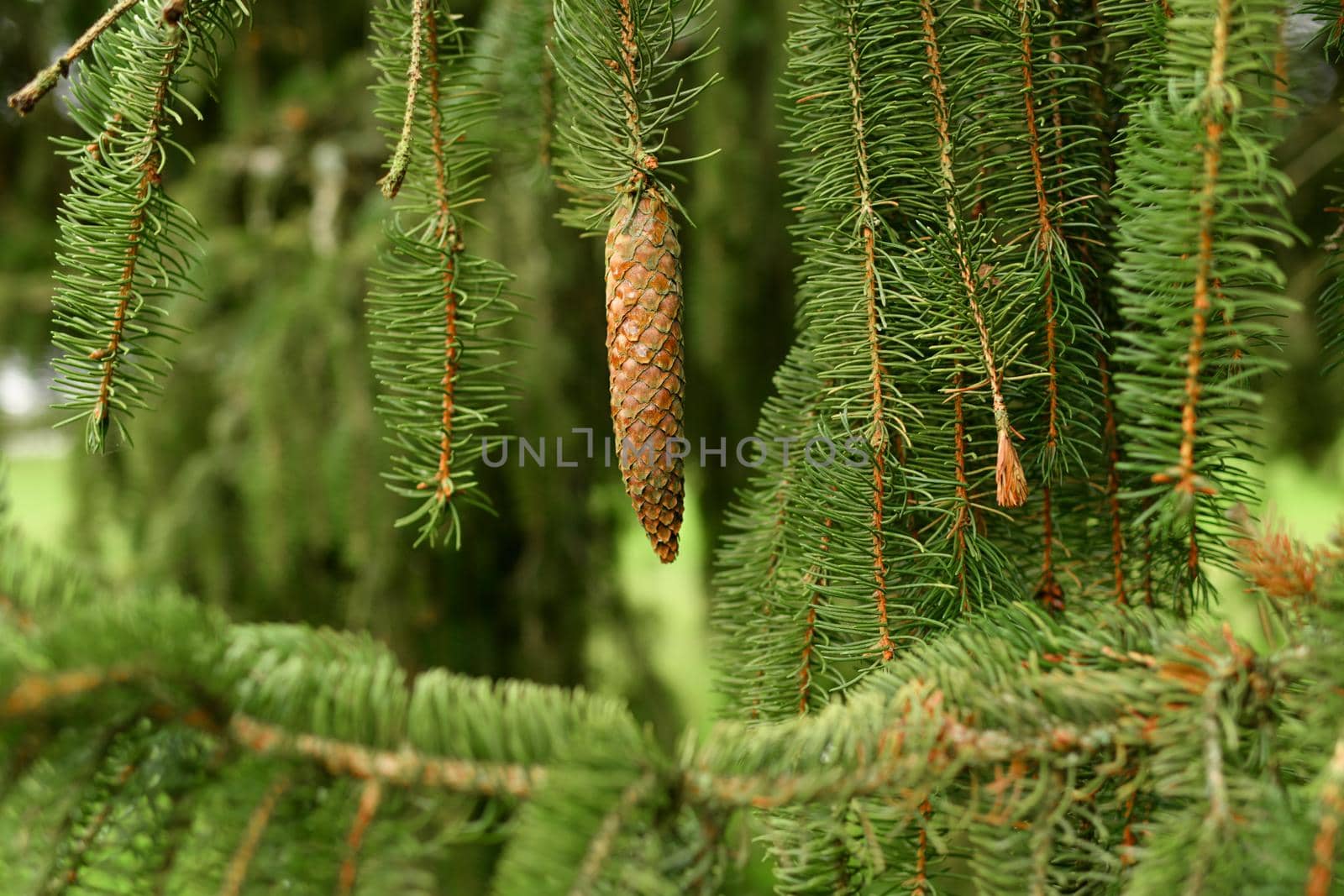 Weeping fir tree with hanging cone