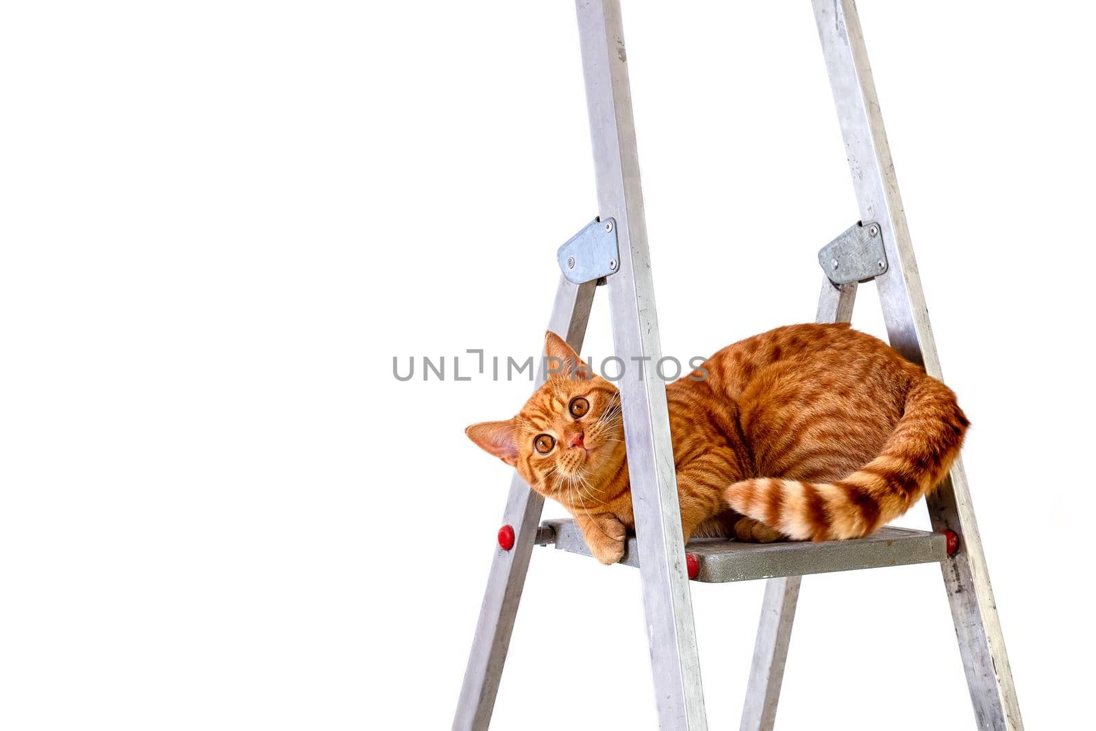 Funny young tabby-red cat sits on construction and repair step-ladder on white background. Repair, housewarming, moving. DIY concept. Selective focusing.